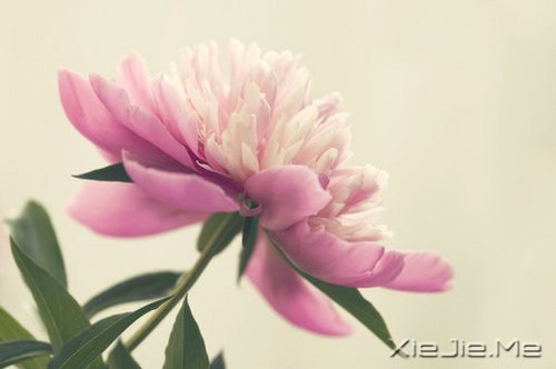 找一个理由,去否认忧伤 (4)