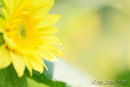 ֻ��֪��ж�������Ц������ (1)