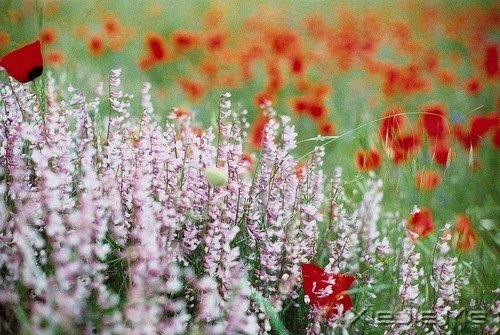 不要踩着别人的脚印,找自己的路 (8)