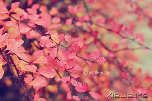 风雨的前方,那是彩虹的方向 (4)