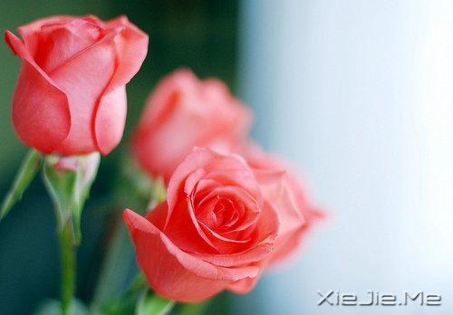 早安心语:别为不该为的人,伤了不该伤的心 (8)