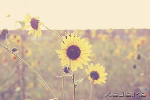 早安心语:人生与命运无关,与自己的选择有关 (7)