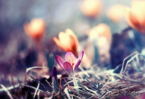 早安心语:时间会咬人,你不走就会满身伤痕 (6)