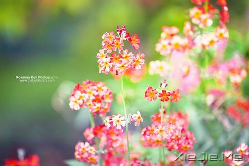 ����������ı���Ⱦ���ľ���Ȼ�� (3)