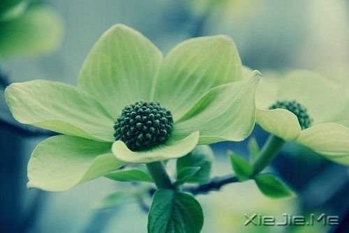 早安心语:我只有笑的很欢,忧伤才不会被看穿 (3)