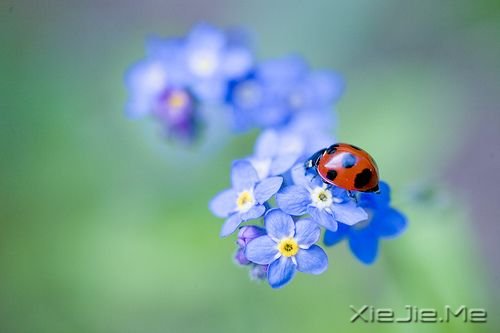 早安心语:我只有笑的很欢,忧伤才不会被看穿 (10)