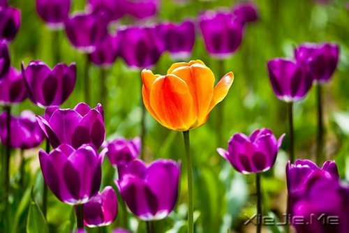 早安心语:就算世界荒芜,也总有一个人是你的信徒 (4)