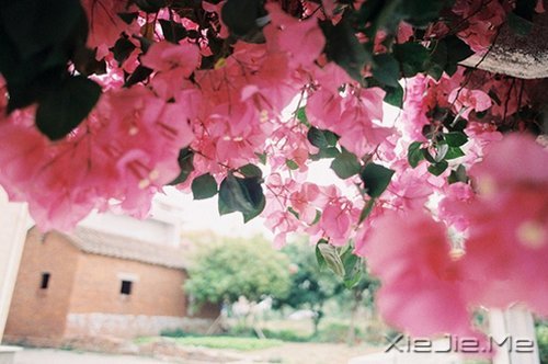 早安心语:有些谎言,美丽的让你不忍揭穿 (3)