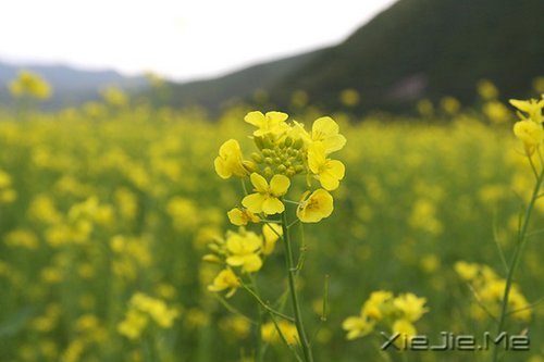 晚安心语:勇敢生活,微笑面对 (4)