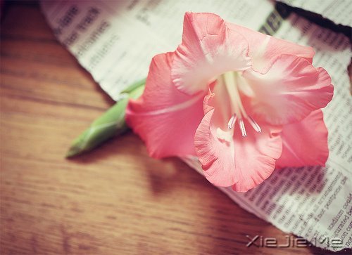 ���˹��£�Ů�����£��ְ�����ƽ������