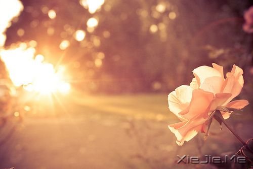 �ҵĹ¶���һ����԰